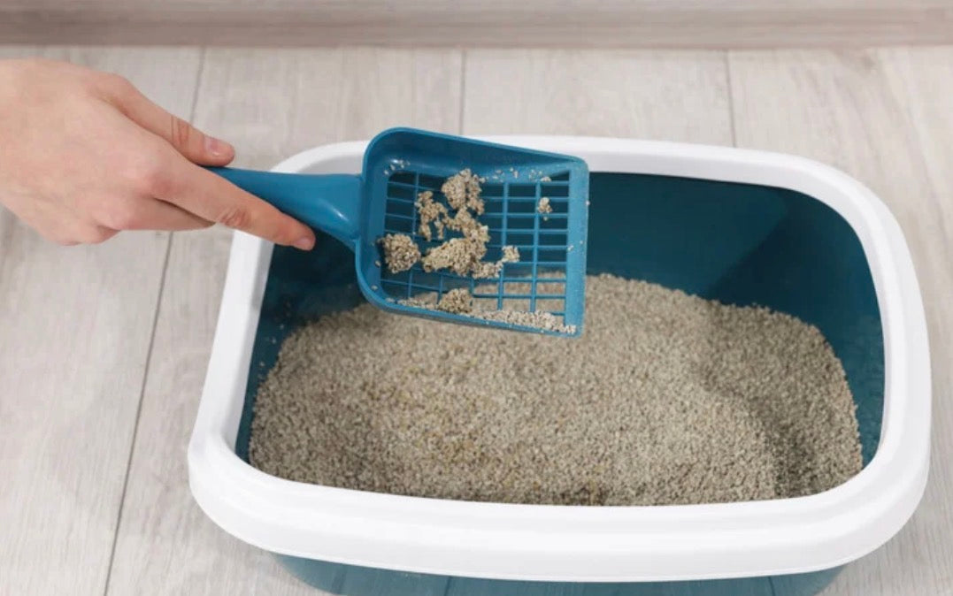 Cat Box Baggie – Fake Litter Gift