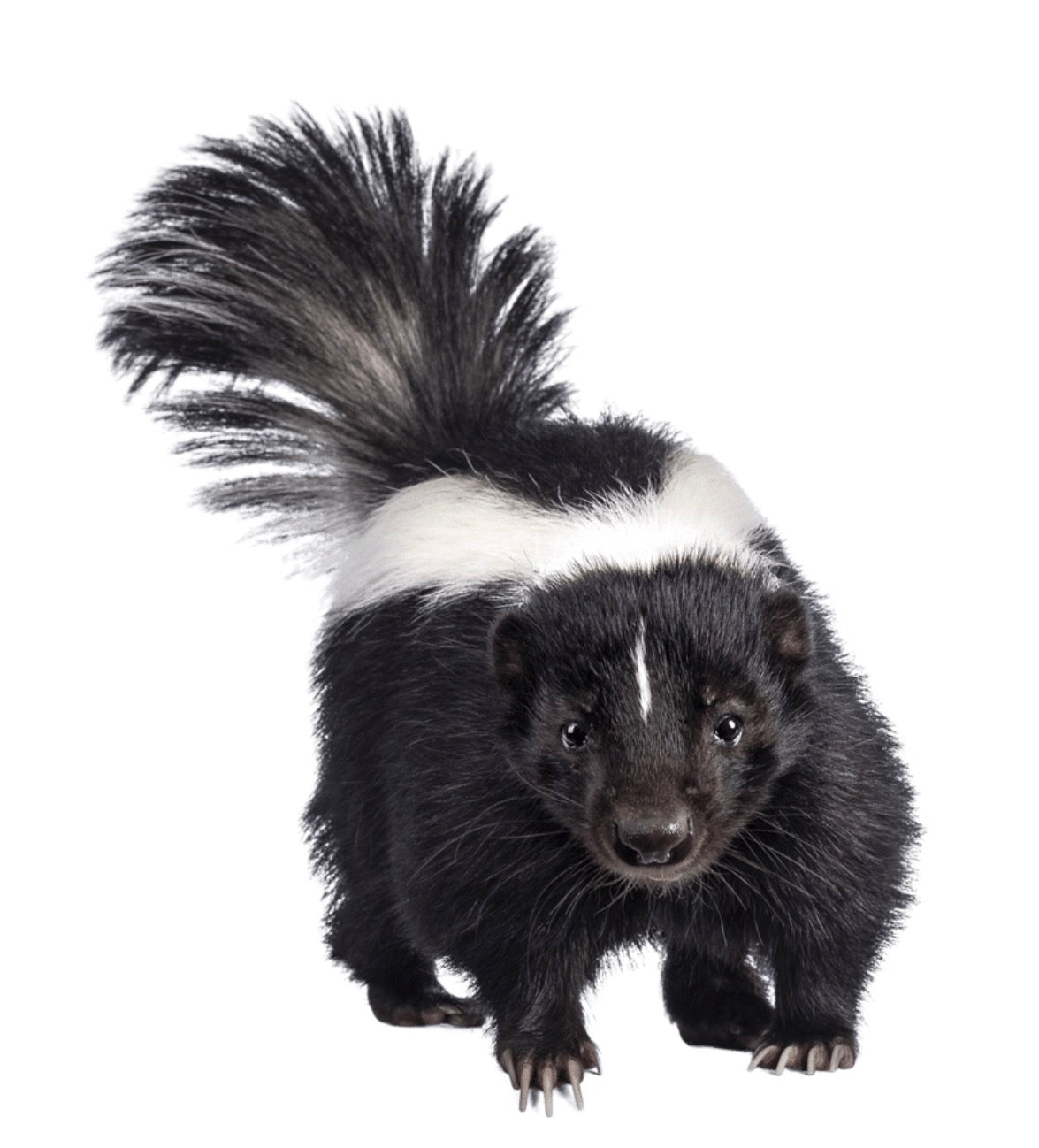 Poopy Old Man Diaper – Birthday Gag