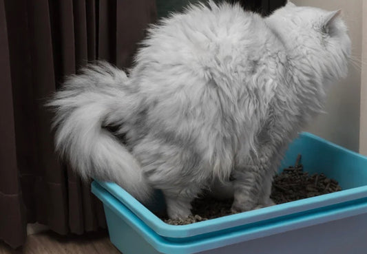 Cat Box Baggie – Fake Litter Gift